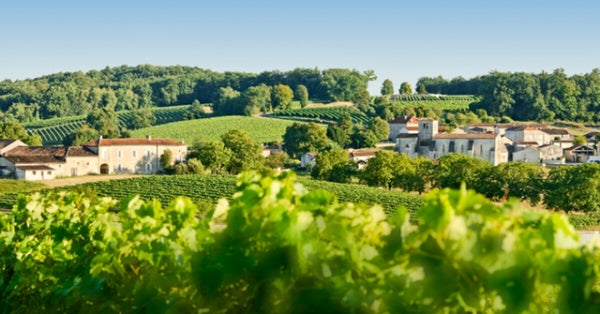 cognac-vineyards-camus