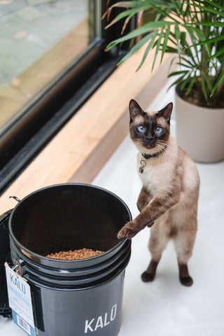 chat debout avec une patte apposée sur le bord d'un seau consigné KALŪ contenant des croquettes pour chats