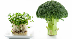 Broccoli Sprout and broccoli contain unique plant based chemicals that stimulate cellular antioxidant defences.