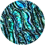 Abalone shell