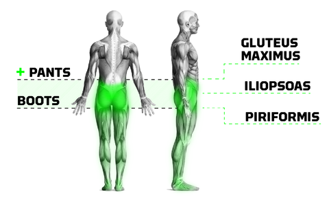 Vista anatomica del gluteo