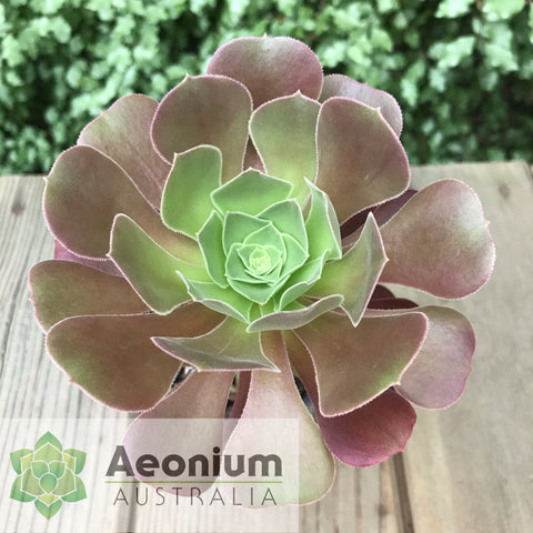 Aeonium Blushing Beauty