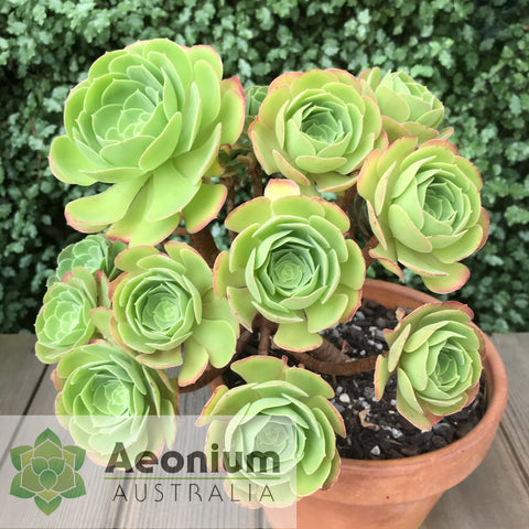 Aeonium Blushing Beauty