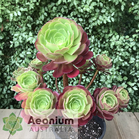 Aeonium Velour