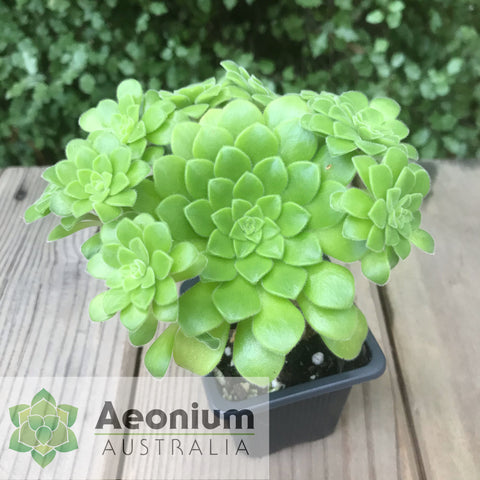 Aeonium x anagense