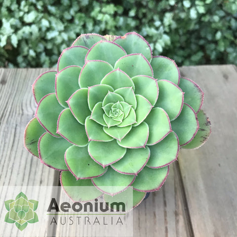 Aeonium hybrid