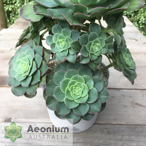 Aeonium hybrid