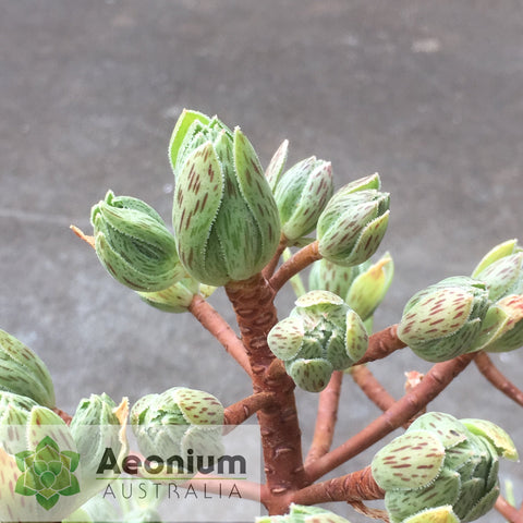 Aeonium x hybridum 
