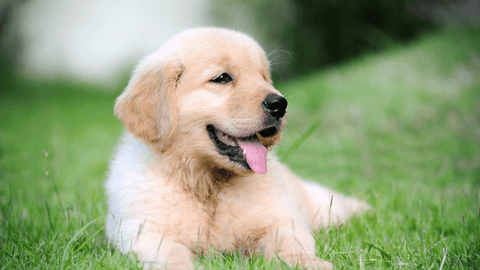 A little golden retriever lies happily on the green frass 