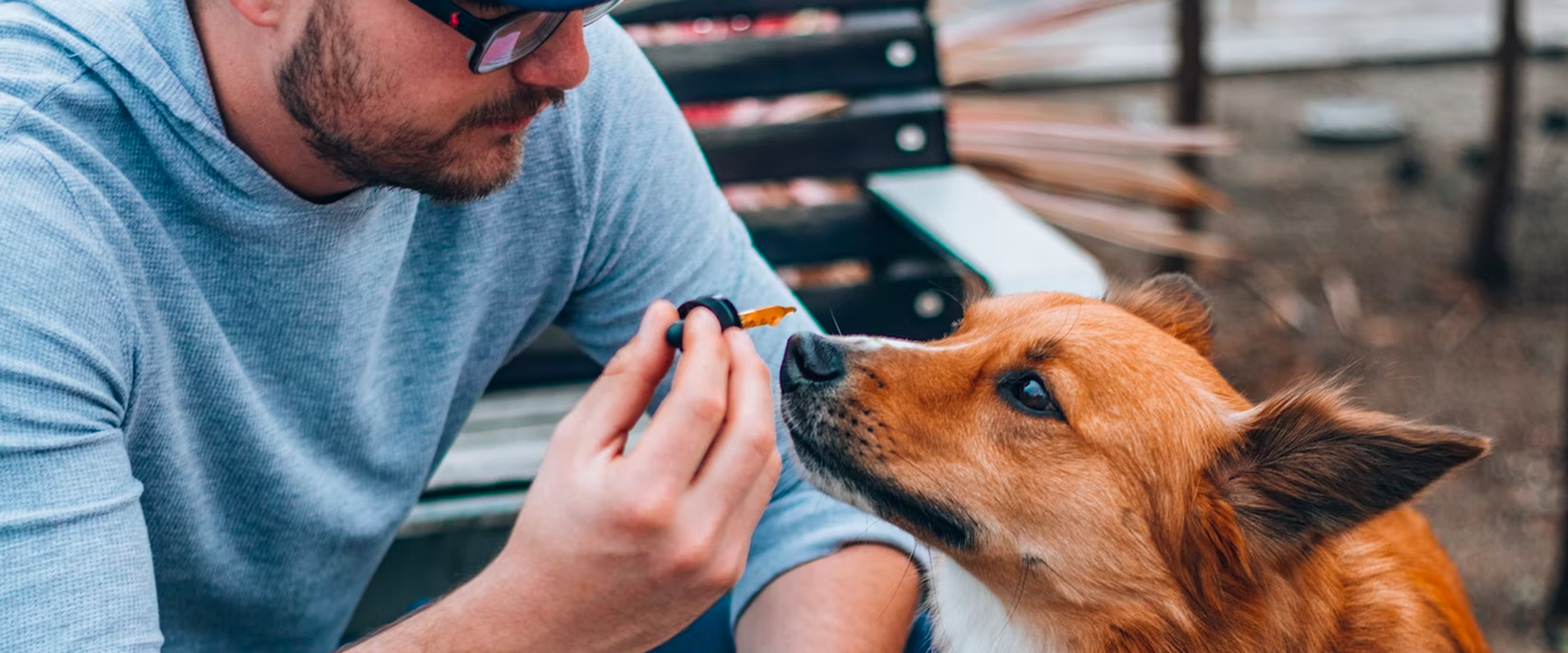 man giving CBD oil to dog