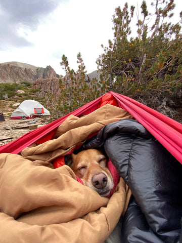 Person in hammock with dog and a tent in the background