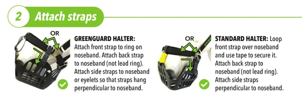 How to fit a Greenguard Grazing Muzzle - Step 2 - Attach the four straps to the headcollar. The front strap attaches to the ring on the Greenguard Headcollar noseband. Attach the back strap to the noseband (not the lead ring).
