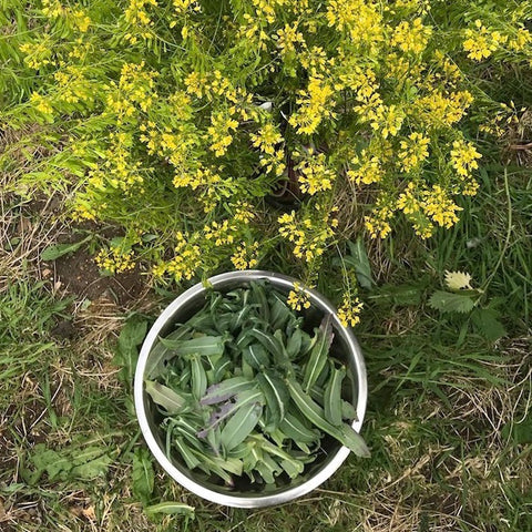 Natural Dye