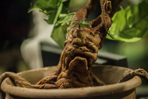 magical plants; mandrake root