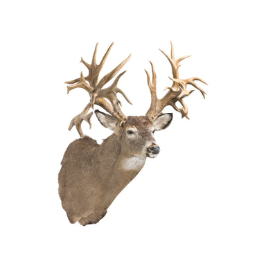 62 PT. Whitetail Deer Shoulder Mount — Cisco's Gallery