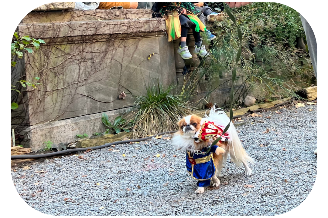 Musketers dog costume for Halloween - Elisabeth Street Garden Dog Halloween parade
