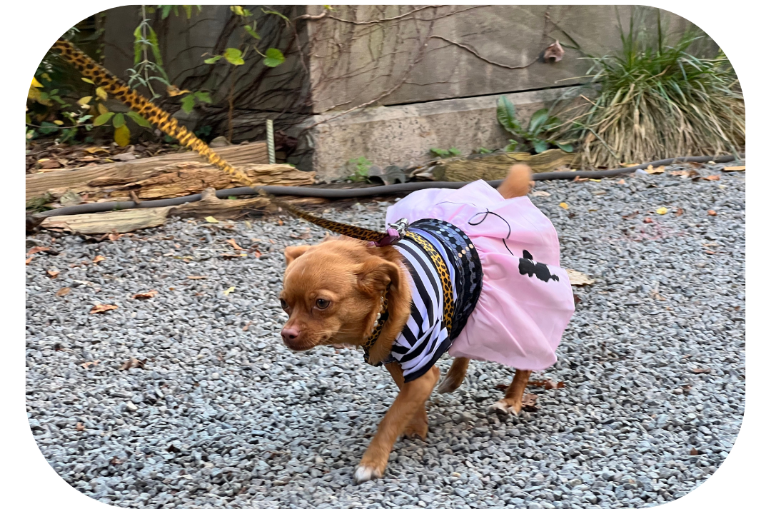 Princess dog costume 2023 - Dog pirate Sparrow Costume for Halloween 2023 - Elisabeth Street Garden Dog Halloween 2022 parade