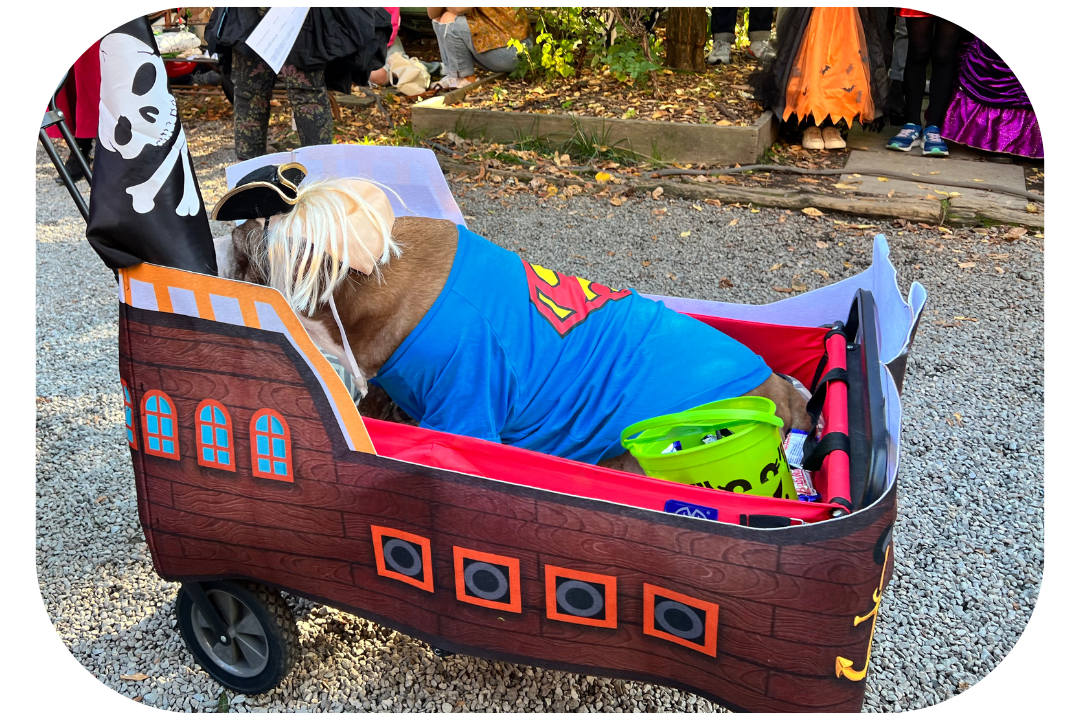 Superman dog costume in a trolley - Elisabeth Street Garden Dog Halloween parade
