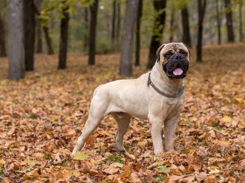 Bullmastiff dog