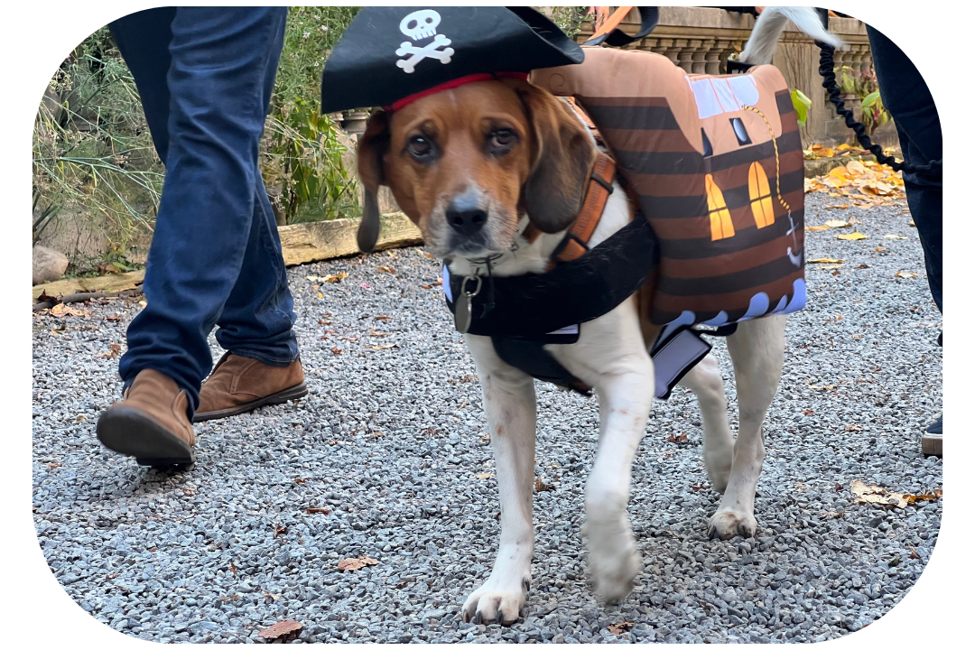 Dog pirate Sparrow Costume for Halloween 2023 - Elisabeth Street Garden Dog Halloween 2022 parade