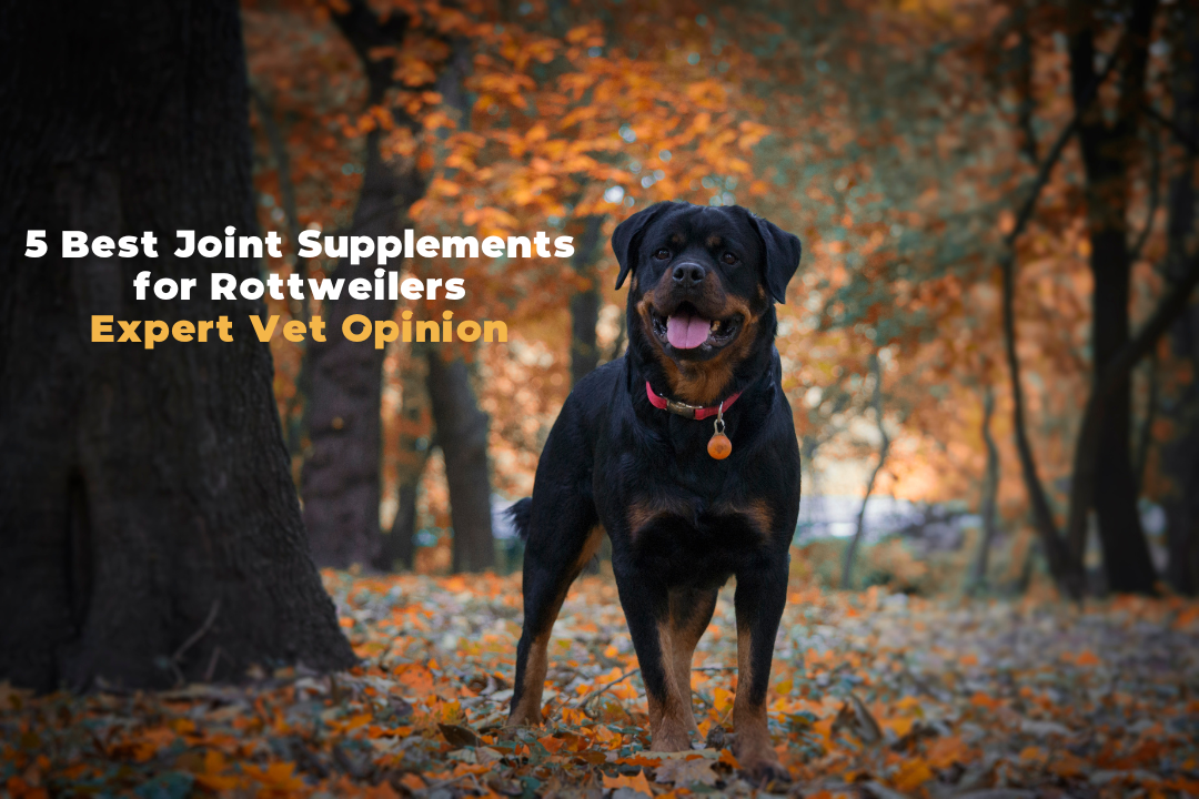 5 best joint supplements for rottweilers