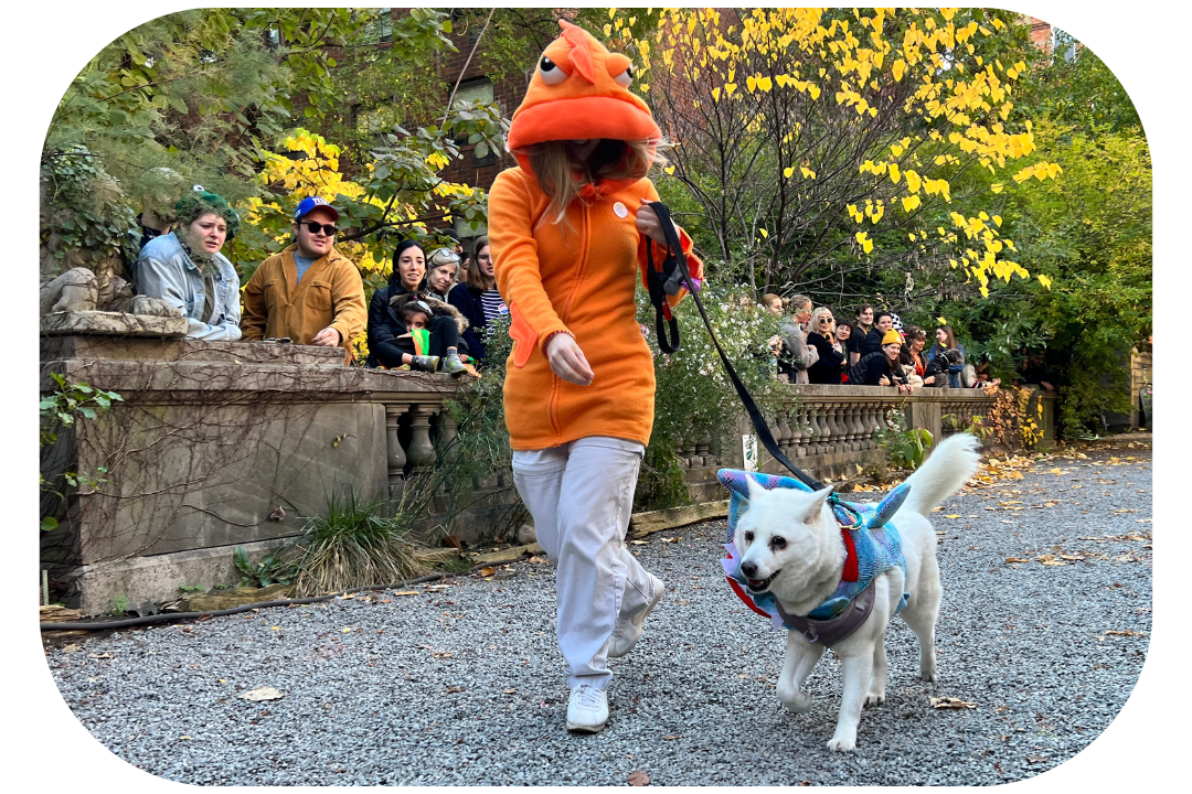 Dog Costume for 2023 Halloween Dog pirate Sparrow Costume for Halloween 2023 - Elisabeth Street Garden Dog Halloween 2022 parade