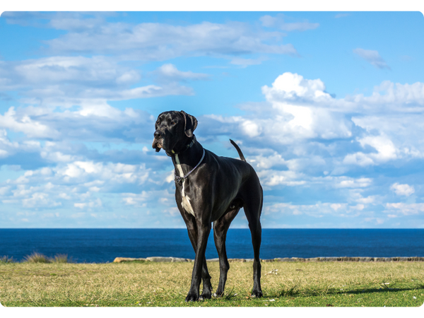 Great Danes are prone to joint issues