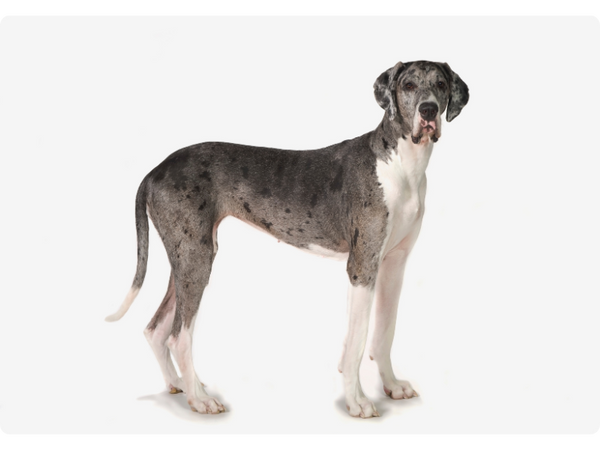 Great Danes are the largest dog breed