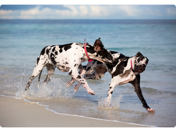 Great Dane need to exercise regularly