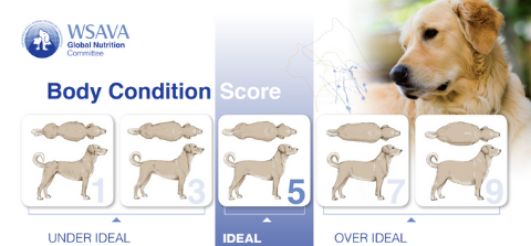 Body score condition to help you know if your dog is overweight or not