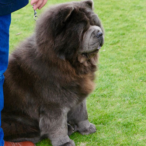 Chow Chow Diet and Nutrition