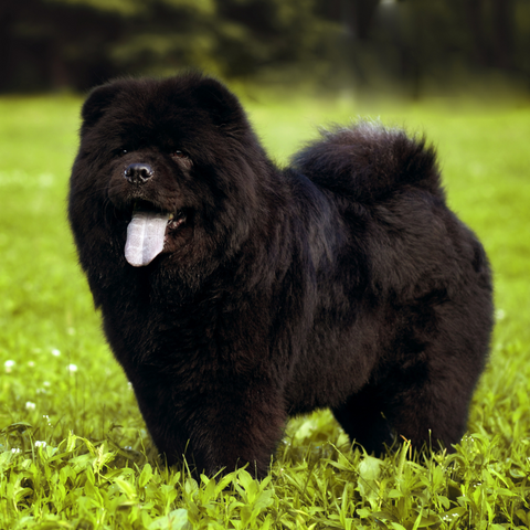 Chow Chow Training and Socialization
