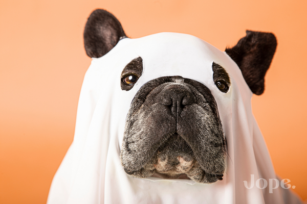 Halloween dog costumes recommanded by Jope veterinarians