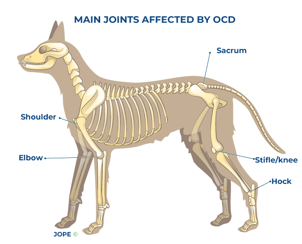 Common dog joints affected by OCD