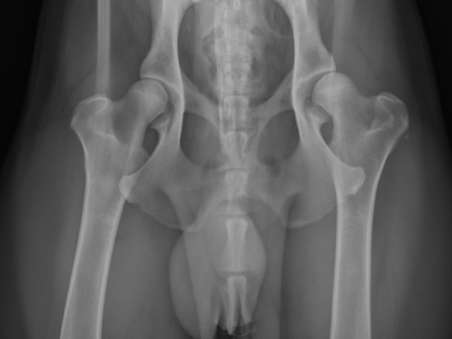 Photo of normal hips in dogs