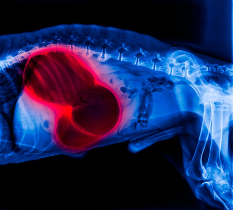 Picture 2 - An x-ray showing a dog’s dilated stomach (the black round shape in the center). An examination later diagnosed gastric dilatation-volvulus (GDV)