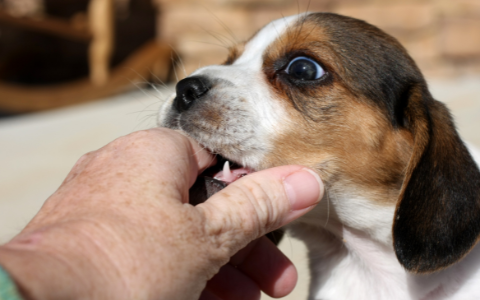 How to deal with a dog chewing your hand?