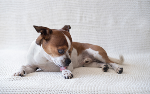 Dog licking his paw in pain