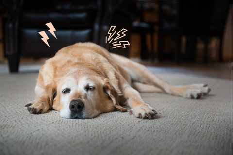 One of the most frequent reason for a dog to be tired is mobility issue and osteoarthritis