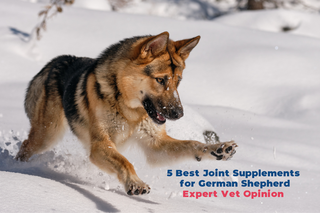 German Shepherd might need dog joint supplements