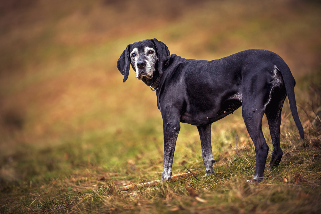 Senior dog needs to move to stay healthy