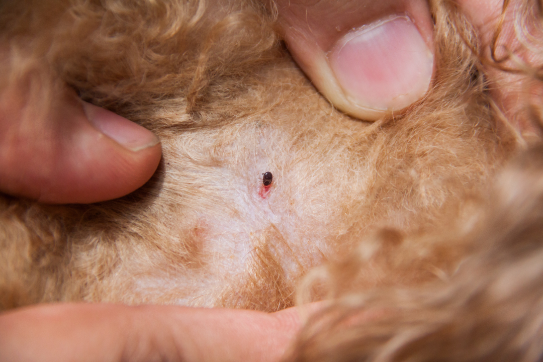 Ticks might affect your dog health