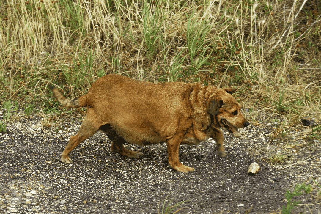 Secret veterinary tips to help your dog lose weight while managing their appetite