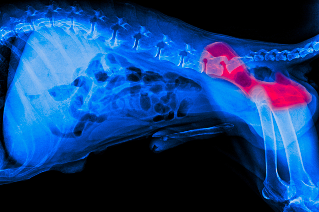 Dysplasia can happen the Hip joint in dogs