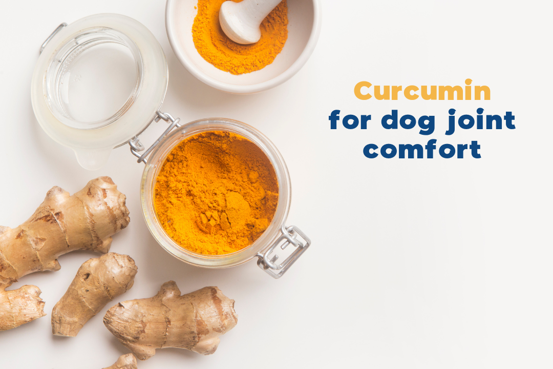 Should I give Curcumin for my dog joint comfort