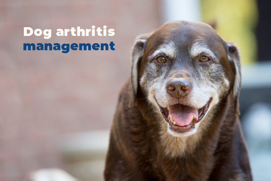 How to manage dog arthritis