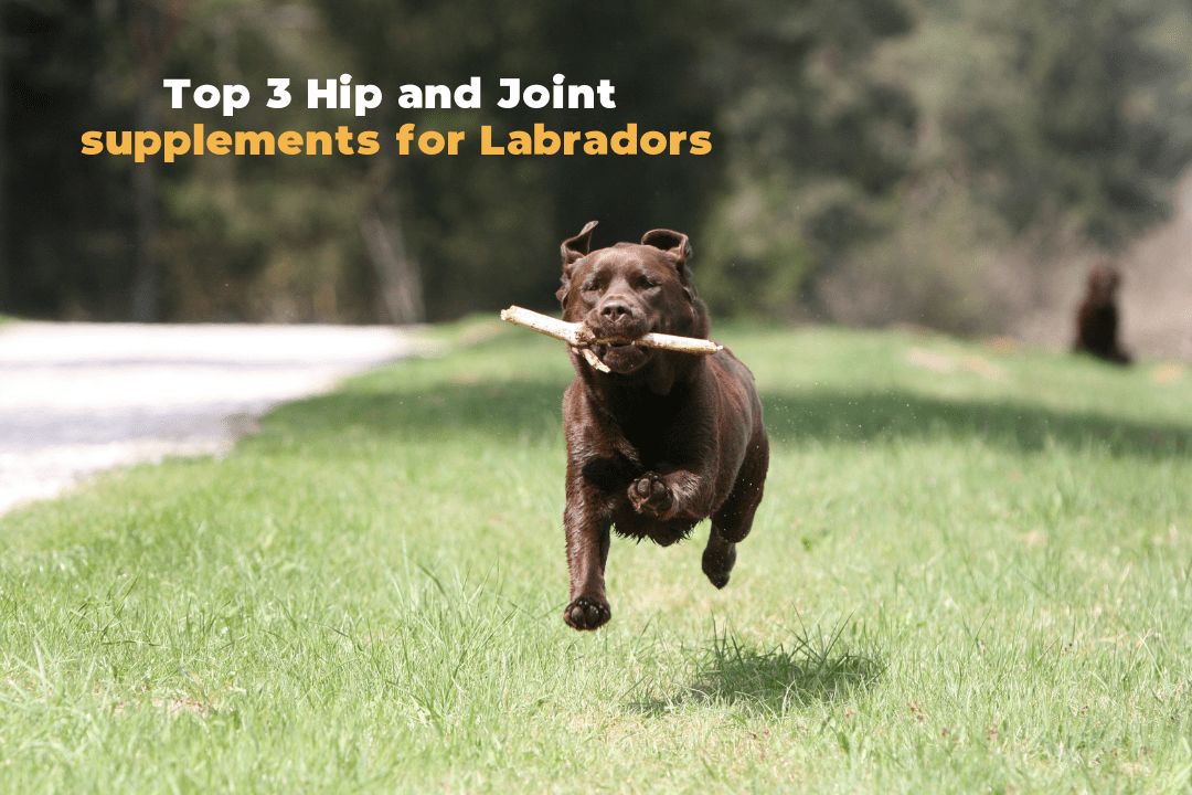 Best joint supplements for labradors dogs