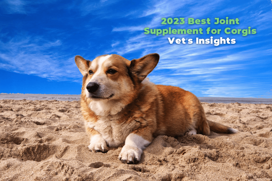 2023 Best Joint Supplement for Corgis – Vet's Insights