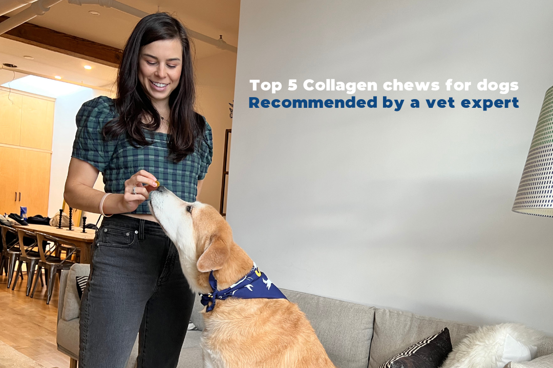 Top 5 collagen chews for dogs