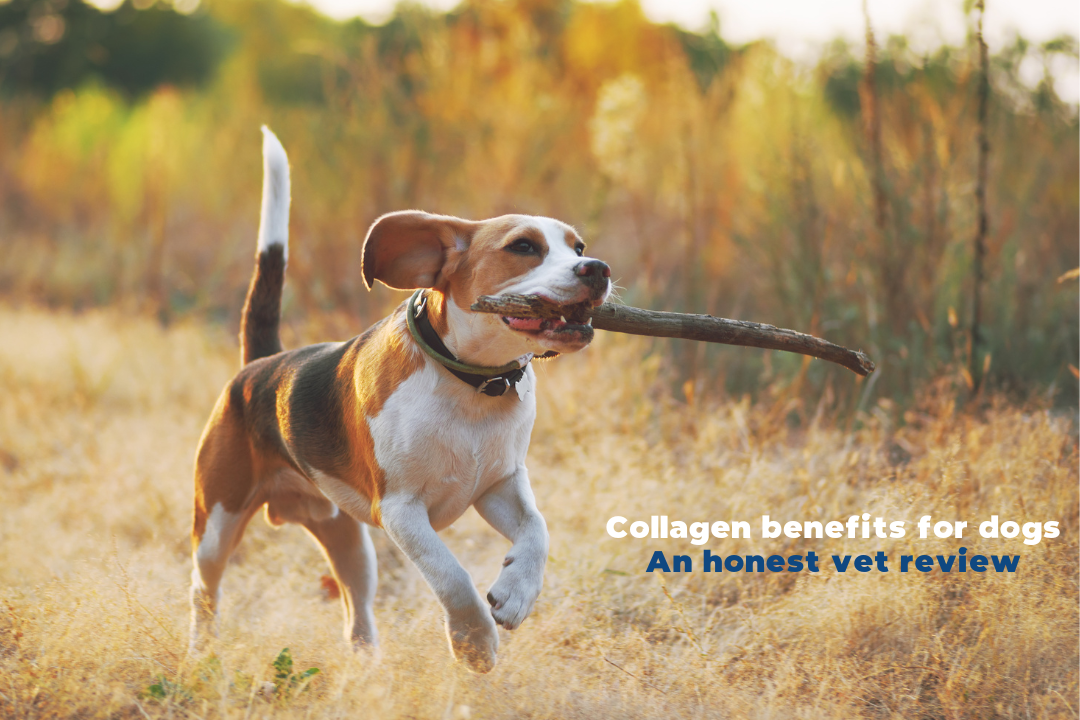 Collagen benefit for dogs - An honest vet review